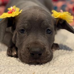 Jesse - Blue female Great Dane puppy in Hutchinson, Kansas from Dappled Danes