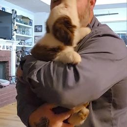Border Collie Puppies from BC Dogs at the Rodgers