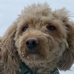 Gracie - Goldendoodle