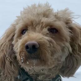 Gracie - Goldendoodle
