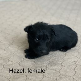Girl 1 - Scottish Terrier puppy in Raymore, Missouri from Heart of America Scotties