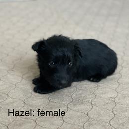 Girl 1 - Scottish Terrier puppy in Raymore, Missouri from Heart of America Scotties