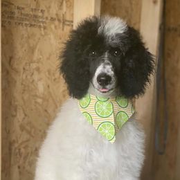 Poodles from CW Poodles