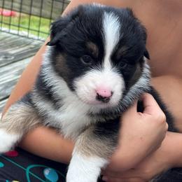 Cho'gath (long tail) - Red tri-color male Australian Shepherd puppy in Jacksonville, Florida from Solace Australian Shepherds