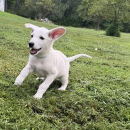 Sheena - White female German Shepherd puppy in Perkasie, Pennsylvania from Twila Ruth Herot