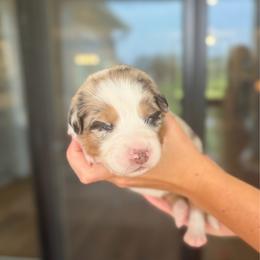 Hallie - Blue merle female Australian Shepherd puppy in Jacksonville, Florida from Autumn's Aussies