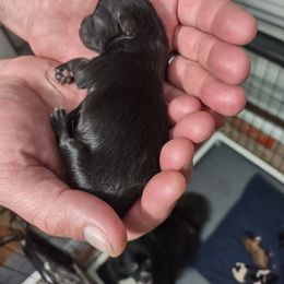 Pomeranian Puppies from Lovingood Farms