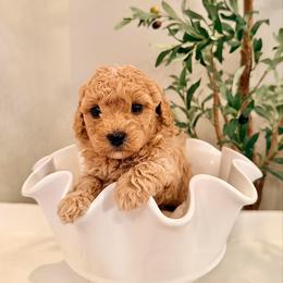 Tilly - Caramel female Labradoodle puppy in Bruceton Mills, West Virginia from Adonai Ra'ah Farms