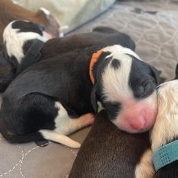 Erin - Black and white female Sheepadoodle puppy in Rocky Point, North Carolina from CelticDoods