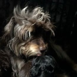 Aussiedoodle Puppies from Little Wonders Aussiedoodles