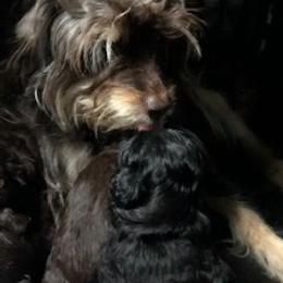 Aussiedoodle Puppies from Little Wonders Aussiedoodles