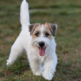 Tabby - Russell Terrier