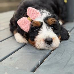 Mercedes - Tri-color female Bernedoodle puppy in Henry, Illinois from Rowe Farms Doodles
