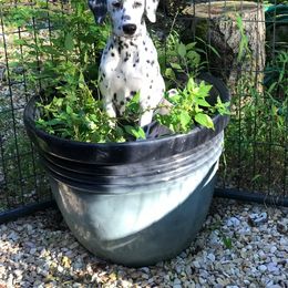 Dalmatian Puppies from Happy Trails' Dalmatians