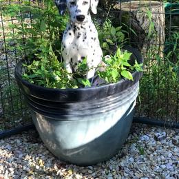 Dalmatian Puppies from Happy Trails' Dalmatians