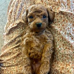 Justice - Red  male Poodle puppy in Utica, Ohio from Poodle Me Crazy