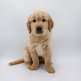Golden Retriever Puppies from Wild Hearts Goldens