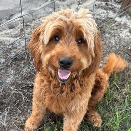 Bailey - Goldendoodle