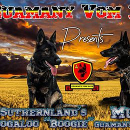 German Shepherd puppies from Guamany K9 Vomhaus