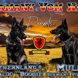 German Shepherd puppies from Guamany K9 Vomhaus
