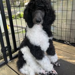 Joy - Parti female Poodle puppy in Hanover Township, Pennsylvania from Apricity Poodles