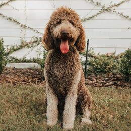 Goldendoodle All Grown Up from First Coast Goldendoodles