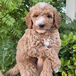 Blue Collar - Apricot male Goldendoodle puppy in Corona, California from West Coast Goldendoodles