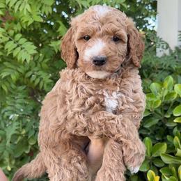 Blue Collar - Apricot male Goldendoodle puppy in Corona, California from West Coast Goldendoodles