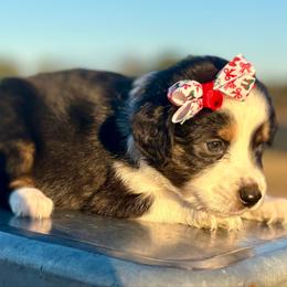 Yellow - Black tri female Miniature Australian Shepherd puppy in 32046, Florida from River Hill Ranch