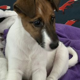 Sasi - White and tan female Smooth Fox Terrier puppy in Frederick, Maryland from Jetstream Show Dogs