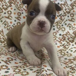 Dina - Seal and white female Boston Terrier puppy in Fillmore, Illinois from Wind Hill Puppies