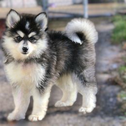 Bernedoodle, Cavapoo, and Pomsky Puppies from Hatz Off Puppies