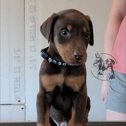 Black Collar Male Amethyst and Sage - Red and rust male Doberman Pinscher puppy in Spencer, Indiana from Jackson's Dobermans