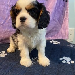Black Russian Terrier and Cavalier King Charles Spaniel Puppies from Ocean Gem & Guardian Bears