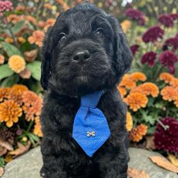 Freedom - Black male Goldendoodle puppy in Prosperity, Pennsylvania from Stelladoodles & Company