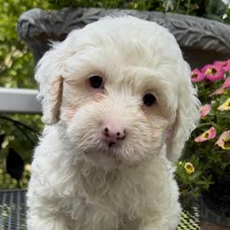 Carolina - Chalk female Australian Labradoodle puppy in Washington, North Carolina from Pamlico Labradoodles