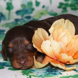 Emerald aka Emmie - Chocolate and tan female Dachshund puppy in Corbin, Kentucky from White River Valley Kennel