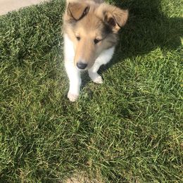 Collie Puppies from Flying W Collies