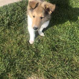 Collie Puppies from Flying W Collies