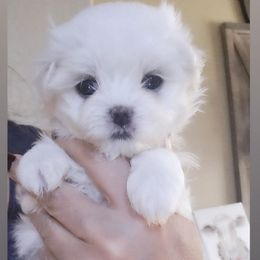 Boy 1 - White male Maltese puppy in Moreno Valley, California from Leslie's Maltese