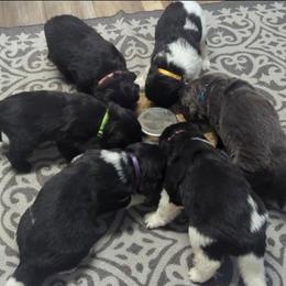 Newfoundland Landseer Female - White and black female Newfoundland puppy in Burfordville, Missouri from Umfleet Farms