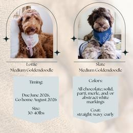 Goldendoodle puppies from Vino and Vespa Doodles