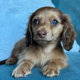 Ash AKC 3500.00 - Chocolate male Dachshund puppy in Krum, Texas from Tired Chef Dachshunds