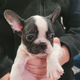 Romeo - White and black French Bulldog puppy in Washington from Prime_Frenchies