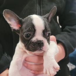 Romeo - White and black French Bulldog puppy in Washington from Prime_Frenchies