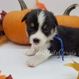 Pembroke Welsh Corgi Puppies from Golden State Corgis