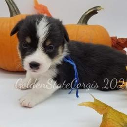 Pembroke Welsh Corgi Puppies from Golden State Corgis