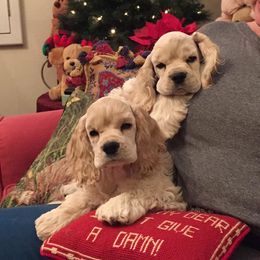 Cocker Spaniel Puppies from Lomapoint Cockers