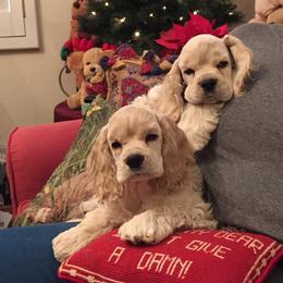 Cocker Spaniel Puppies from Lomapoint Cockers