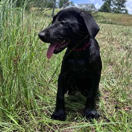 Peppermint - Black male Labrador Retriever puppy in Abbeville, South Carolina from Long Cane Retrievers LLC
